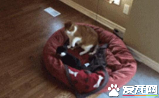 被貓咪欺負了該怎么辦 狗寶寶立馬喊家長來撐腰