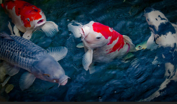 魚缸內錦鯉能繁殖嗎