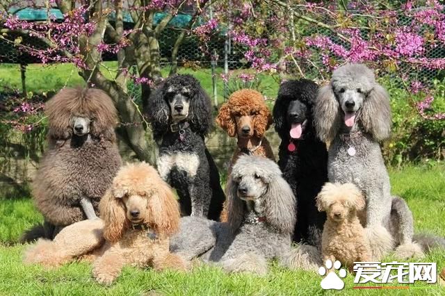 什么狗是理想的家庭犬？哈士奇并不算