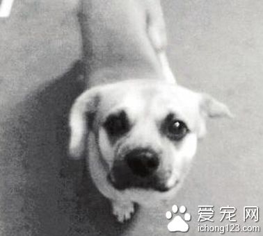 臘腸犬“來福”走失 主人苦心尋找希望得到幫助
