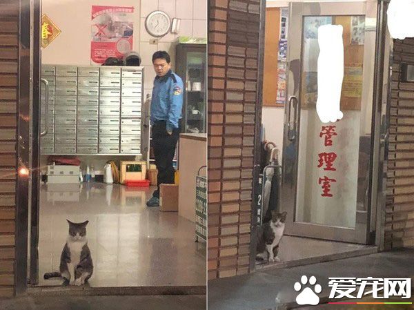 社區新來的警衛超萌！原來新警衛是個盡職喵星人