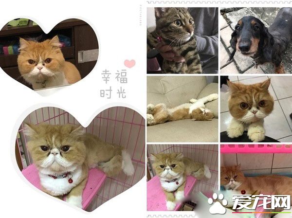 本宮被嚇飛了! 喵星人被地墊嚇到弾飛