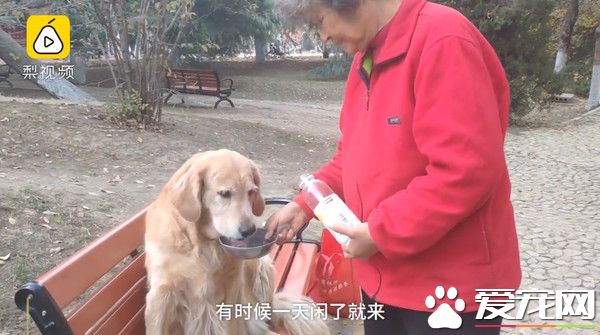11歲老黃金獵犬不知爺爺過世 每天到公園等爺爺