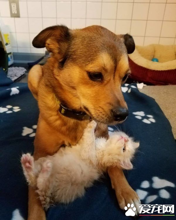 暖心治療犬搭救落難喵 貼心照顧當代理把拔