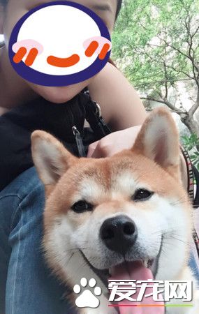 汪狼式仰天長嚎幫和音 快破音的煙酒嗓讓人笑翻