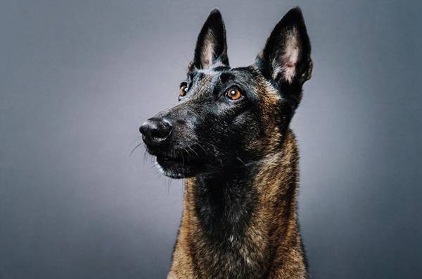 馬犬標準身高體重表