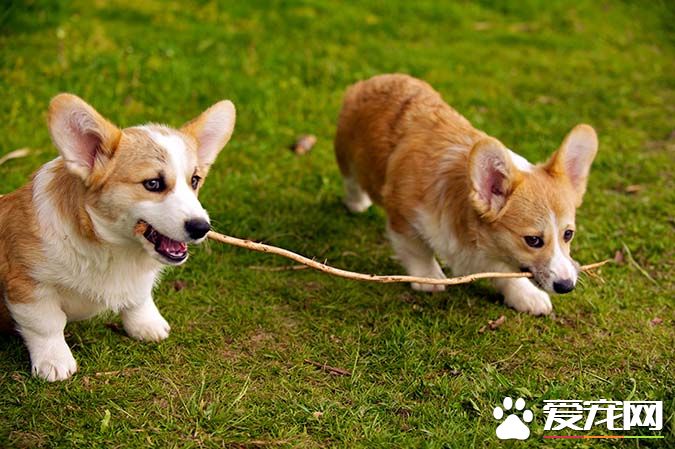 帶你揭秘：柯基犬有幾個品種 有幾個顏色