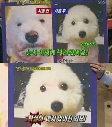  韓國寵物整容盛行引爭議 反對者稱涉嫌虐狗