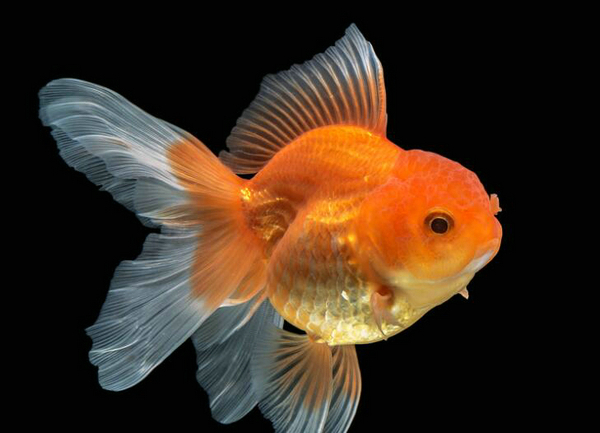 魚身體結構