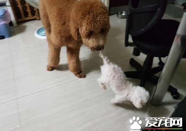 冬蟲你在哪! 身高150cm的標準貴賓霸氣現身