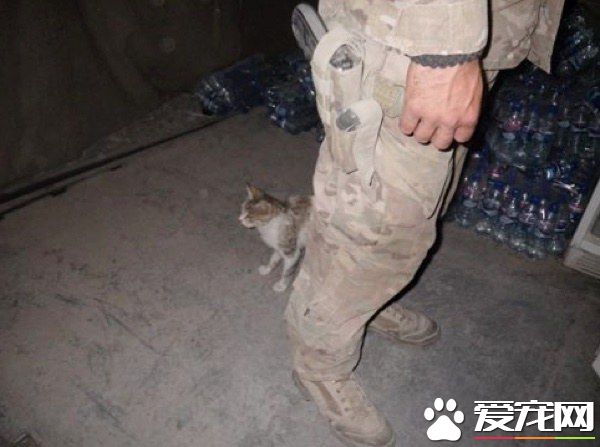 愛貓士兵從阿富汗帶小浪喵回國 收編成愛撒嬌的家貓