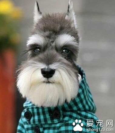 又是買狗騙局 網上買條雪納瑞犬男子傻眼