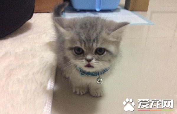 帶著貓滾出去! 3年后阿嬤關心瘦得跟猴一樣