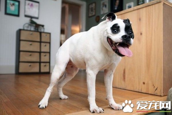 主人甘愿為它丟飯碗　罕見駝背比特犬