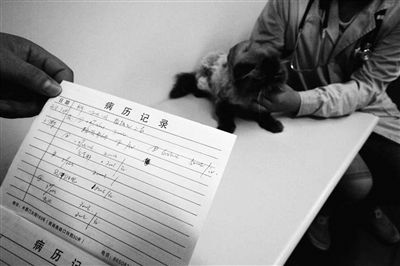 貓做絕育手術2000元 寵物看病貴主人無所謂