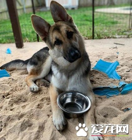 撿回一小坨亂毛狀態生物 四個月后變身超帥氣德牧
