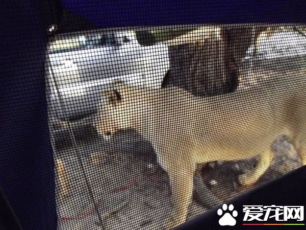 公園露營發生超驚奇體驗 獅子舔帳篷上水珠解渴