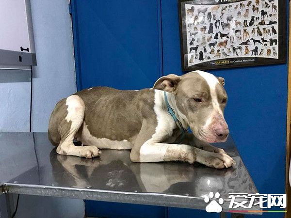 令人心痛！無良飼主讓狗狗們對人類失去信任