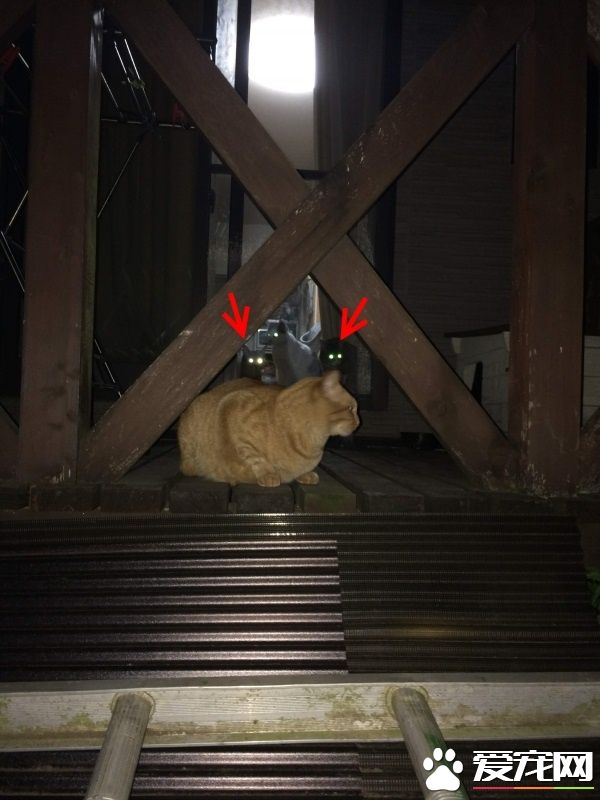 街貓橘橘愛上家貓 窗前互動郎有情妹有意