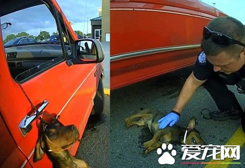 小狗項圈勒脖吊車門上 警察緊急搶救終救活