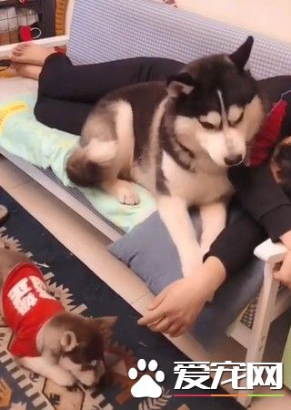 月貴妃把得寵小月月180度甩下 自己窩進主人懷里