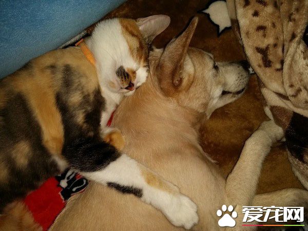 汪星人被喵大人吐了滿臉求救 主人傻眼笑噴