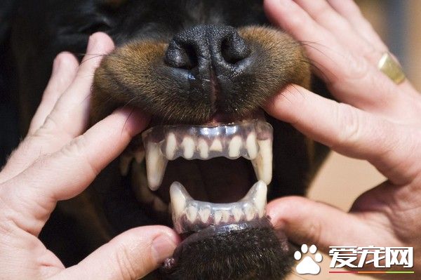 養流浪狗被反咬一口 江蘇好心男染狂犬病死亡
