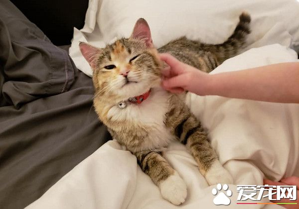 凍傷貓咪在消防局門外敲窗求救 幸運度過寒冬