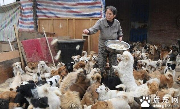 不計回報的老人給流浪狗提供了一個溫暖的家