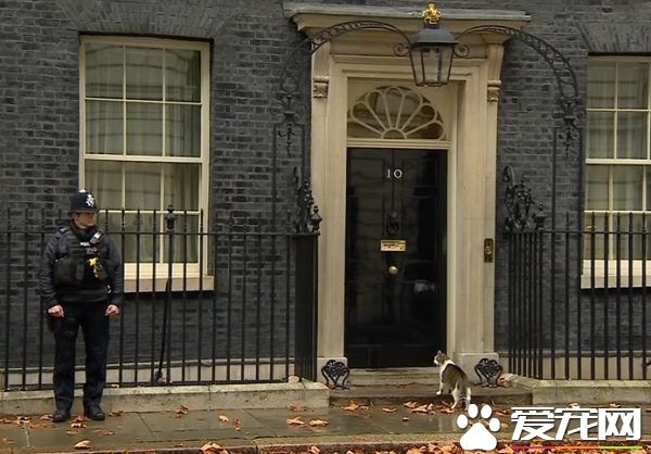 前首相府捕鼠官被解職 雨天急沖回首相府卻被關門外