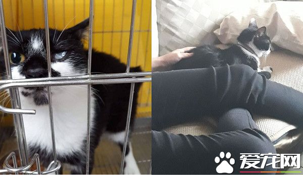 愛蹭討摸的獨眼貓 親人性格成動物之家的迎賓貓