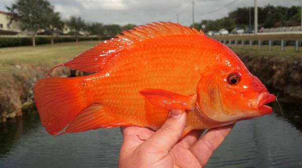 鸚鵡魚適合和什么魚一起養