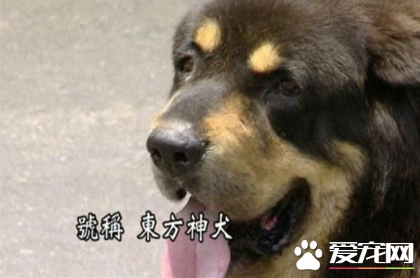 價值200萬藏獒賣屠宰場 昔日名犬成落魄肉狗