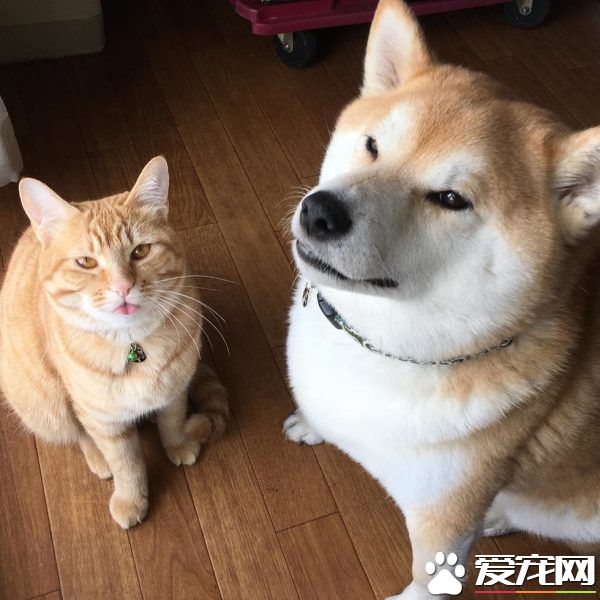 超治愈系貓咪 帶狗哥哥走出失友之痛