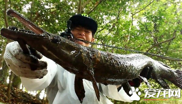 日本高中生釣到1.5公尺鱷雀鱔 原生地在北美