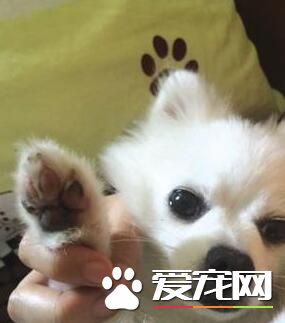 女主人高溫遛狗 溫度太高燙傷狗掌