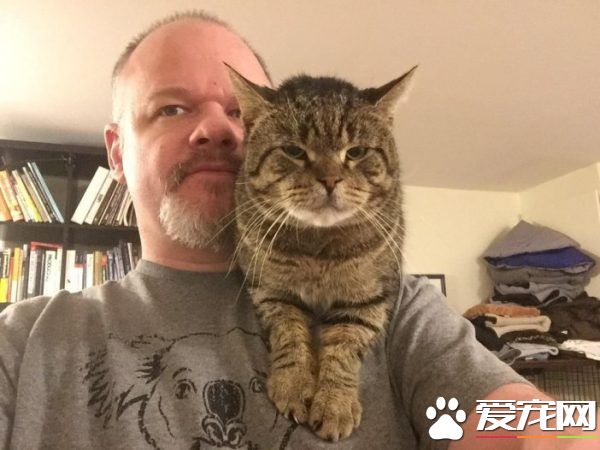 超不好惹的街貓老大 養病時竟變成愛撒嬌的搭肩貓