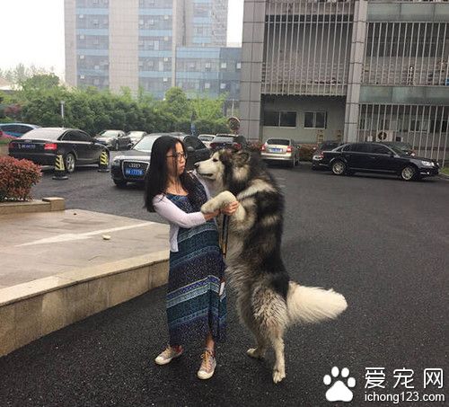 阿拉斯加纏住妹子 使用渾身解數撩妹