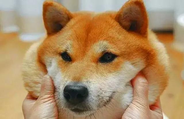 這四個原因讓柴犬養不肥，聽到柴犬不純后，鏟屎官才明白過來！
