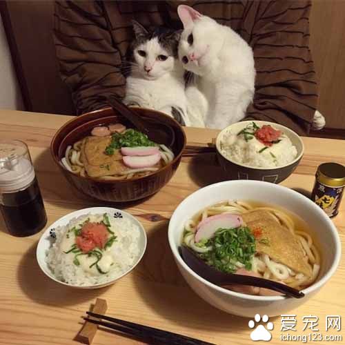 再怎么裝可愛也不會給你們吃的！貓奴是不會屈服的！
