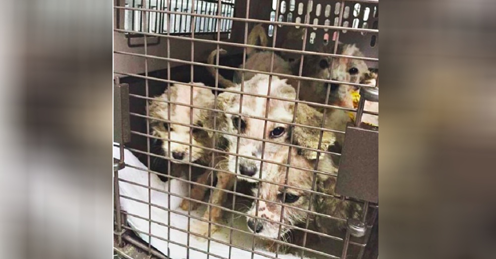 六只幼犬被遺棄在草叢 因為超多人幫助讓它們獲得幸福狗生