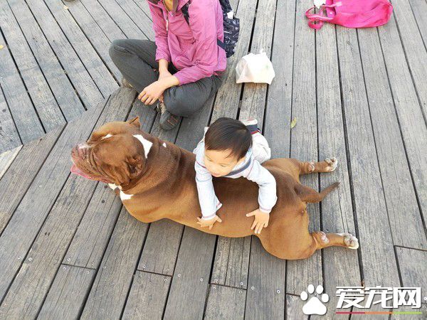 惡霸犬不要抱抱只要球球 逗趣可愛模樣笑翻網友