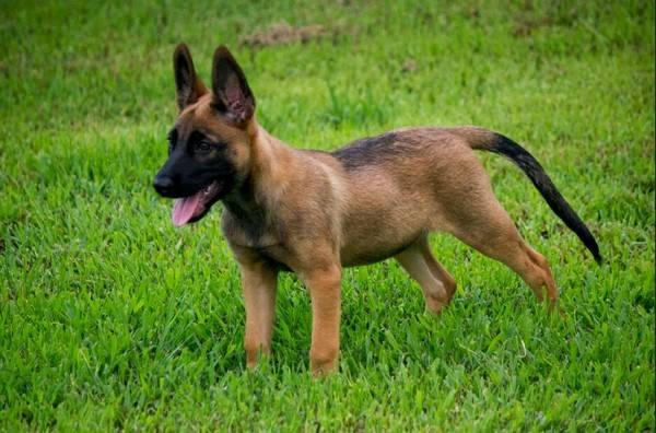 幼犬咬傷需要打狂犬嗎