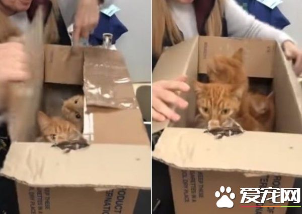 11只貓咪被困紙箱 膠帶密封蓄意要活活悶死