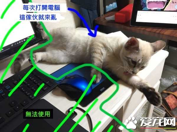 貓奴被主子擾亂工作出大招 成功讓貓咪氣得牙癢癢