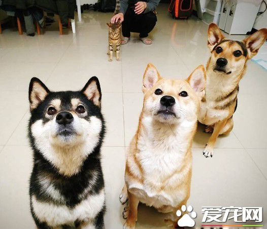 4歲妹妹畫黑柴 本尊問號：哪里像了啊