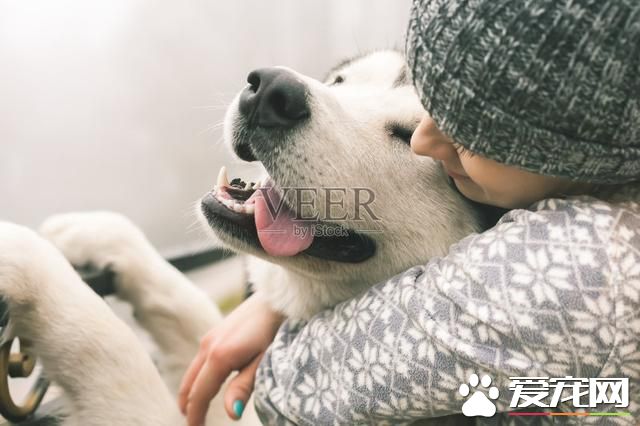狗飲食禁忌：36種食物不利于狗的健康
