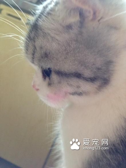 高冷的喵星人被打上腮紅之后
