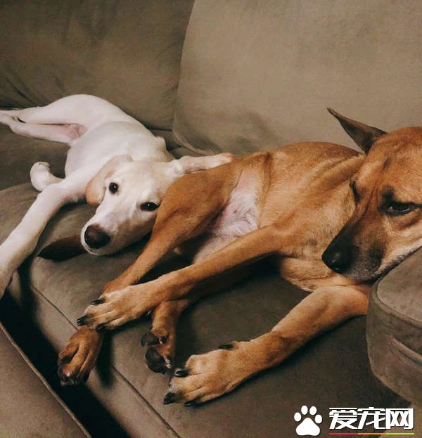 男子出差回家 女友準備的狗狗驚喜超感動