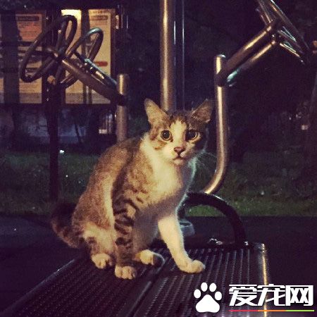 用愛卸下防心！浪貓歷經10個多月才給摸抱